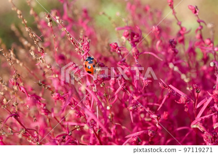 紅染地膚和七斑瓢蟲 97119271