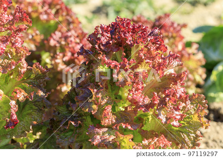 sunny lettuce field 97119297