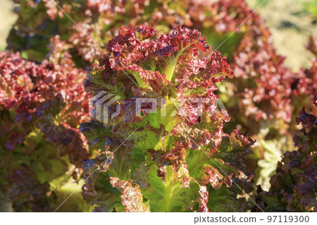 sunny lettuce field sunny lettuce field 97119300