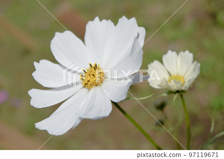 白色波斯菊特寫鏡頭 白色波斯菊特寫鏡頭 97119671