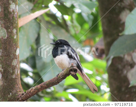 wild birds of sri lanka wild birds of sri lanka 97119718