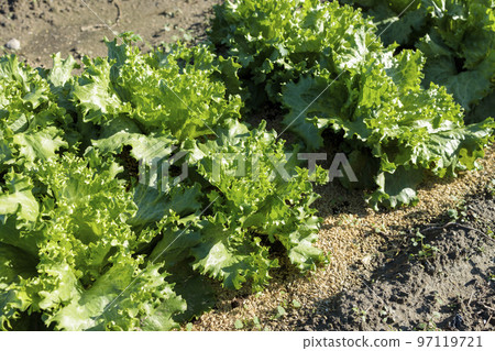 green leaf lettuce field 97119721