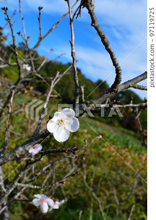 Autumn sky with winter cherry blossoms (blue sky background) 97119725