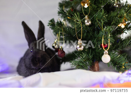 Little black rabbit near Christmas tree. Closeup. Christmas holidays concept. 97119735