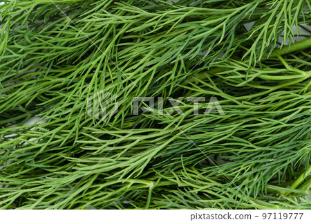 Full frame abstract background from dill leaves close up. Full frame abstract background from dill leaves close up. 97119777