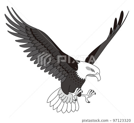 老鷹白頭鷹 老鷹白頭鷹 97123320