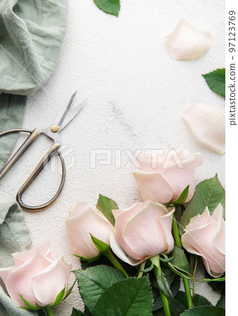 Top view of a bouquet of pink roses, scissors and fabric 97123769