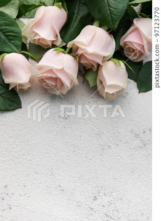 Top view on pink roses on a grey concrete background. Top view on pink roses on a grey concrete background. 97123770