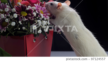 Domestic white rat sniffs flowers Domestic white rat sniffs flowers 97124557