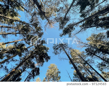 Trees on the shore of Lake Baikal, Russia. 97124583