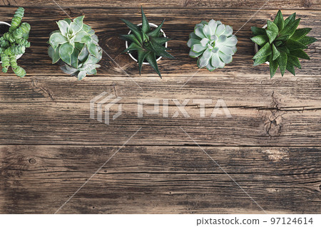 A variety of succulent plants on the old wooden table - connecting with nature concept, top view with copy space A variety of succulent plants on the old wooden table - connecting with nature concept, top view with copy space 97124614