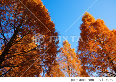 Close-up of the autumn leaves of the Metasequoia trees in Toneri Park Close-up of the autumn leaves of the Metasequoia trees in Toneri Park 97125079