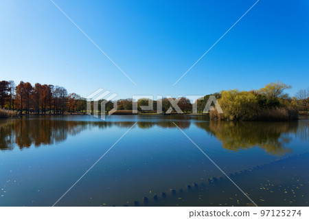 Autumn leaves on the waterside of Toneri Park and the scenery reflected on the surface of the water Wild birds and reeds 97125274