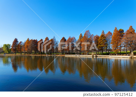 The autumn leaves of the bald cypress trees along the waterside of Toneri Park and the scenery reflected on the surface of the lake　　 97125412