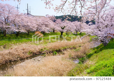 Ujitawara-cho with cherry blossoms in full bloom, "Yasuragi-no-michi" promenade along the banks of the Tawara River (Yasuragi-no-Michi, Ujitawara-cho, Tsuzuki-gun, Kyoto-fu) 97125484