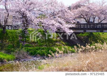 Ujitawara-cho with cherry blossoms in full bloom, "Yasuragi-no-michi" promenade along the banks of the Tawara River (Yasuragi-no-Michi, Ujitawara-cho, Tsuzuki-gun, Kyoto-fu) Ujitawara-cho with cherry blossoms in full bloom, "Yasuragi-no-michi" promenade along the banks of the Tawara River (Yasuragi-no-Michi, Ujitawara-cho, Tsuzuki-gun, Kyoto-fu) 97125485
