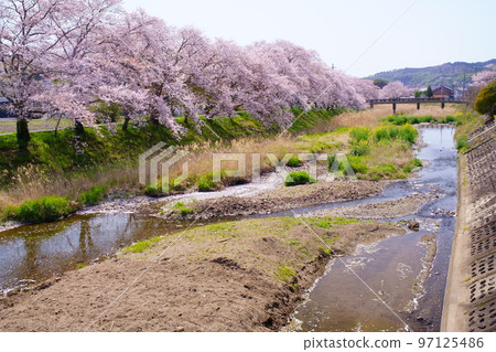 Ujitawara-cho with cherry blossoms in full bloom, "Yasuragi-no-michi" promenade along the banks of the Tawara River (Yasuragi-no-Michi, Ujitawara-cho, Tsuzuki-gun, Kyoto-fu) 97125486