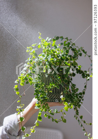 happy woman takes care of home plants, waters and moisturizes. close-up of greenery on gray background.  97126393