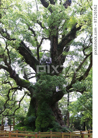 Gamo no Kusu 97126562