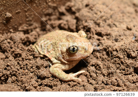 The frog burrows into the ground. The frog burrows into the ground. 97126639