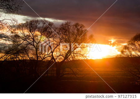 A flock of raven in the trees against the backdrop of a bright beautiful sunset A flock of raven in the trees against the backdrop of a bright beautiful sunset 97127315