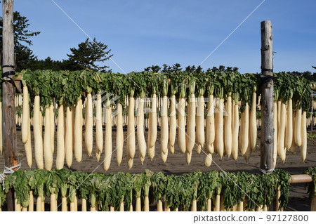 收穫蘿蔔 山形縣莊內曬乾 97127800