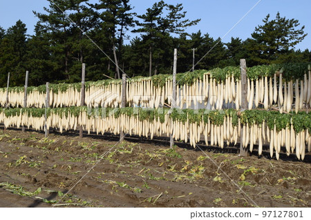 Harvesting radishes Sun-dried Shonai, Yamagata Prefecture Harvesting radishes Sun-dried Shonai, Yamagata Prefecture 97127801