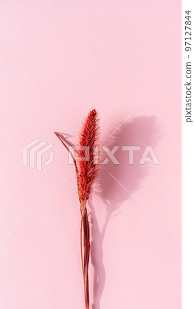 Red dry spikelet on paper background. 97127844