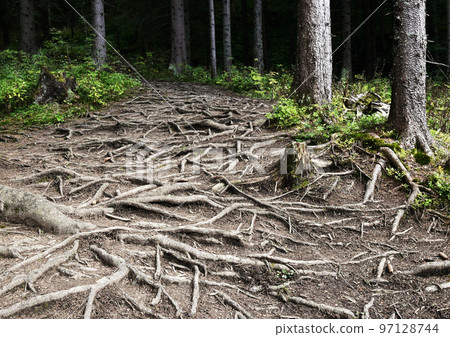 detail of a path in the forest with tree roots detail of a path in the forest with tree roots 97128744