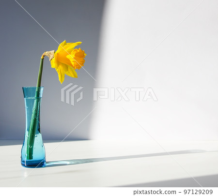 Beautiful spring yellow narcisus flower or daffodil 97129209