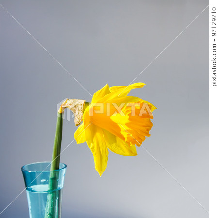 Beautiful spring yellow narcisus flower or daffodil 97129210