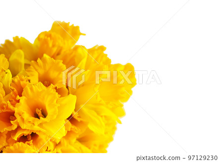 Beautiful bouquet of spring yellow narcisus flowers or daffodils on white background. 97129230