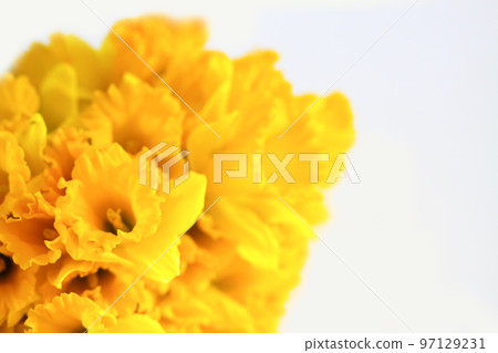 Beautiful bouquet of spring yellow narcisus flowers or daffodils on white background. 97129231