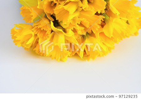Beautiful bouquet of spring yellow narcisus flowers or daffodils on white background. 97129235