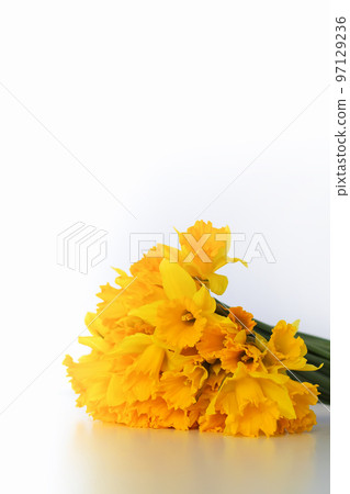 Beautiful bouquet of spring yellow narcisus flowers or daffodils on white background. 97129236