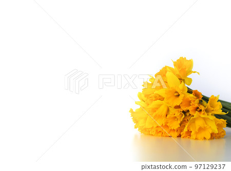 Beautiful bouquet of spring yellow narcisus flowers or daffodils on white background. 97129237