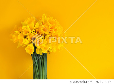 Beautiful bouquet of spring yellow narcisus flowers or daffodil plants on bright yellow background. 97129242