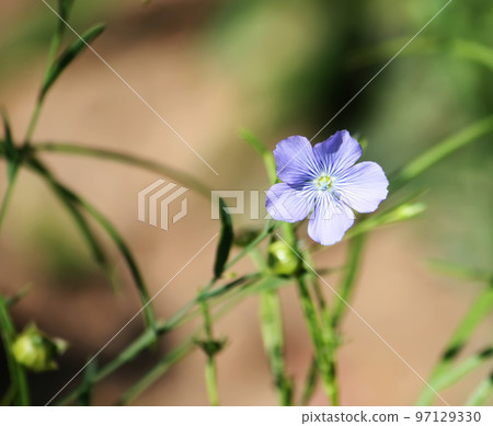 wild flowers wild flowers 97129330