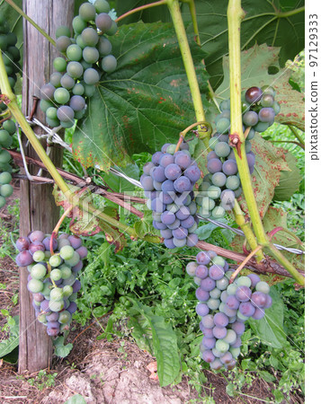 Ripe grapes outdoors Ripe grapes outdoors 97129333