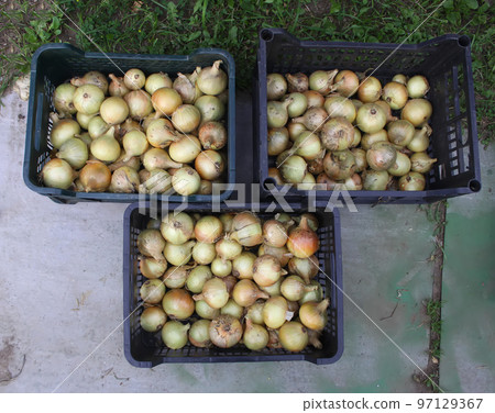 Fresh onion harvest 97129367