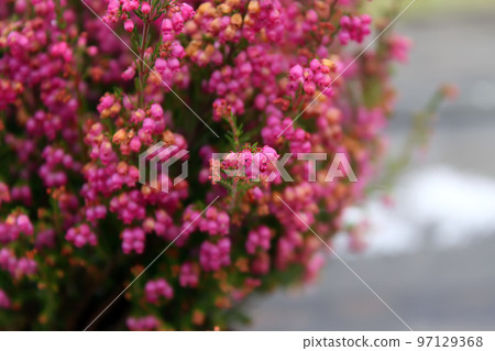 Pots with young conifer plants 97129368