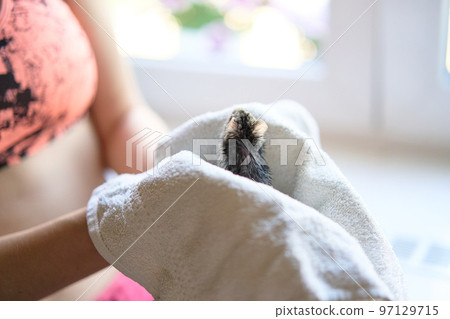 Closeup shot of a wet Djungarian hamster in a white towel Closeup shot of a wet Djungarian hamster in a white towel 97129715