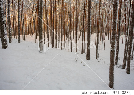 Pine forest in winter, Sietiniezis, Gauja National Nature Park 97130274