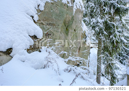 Sandstone cliffs in winter in the Gauja National Park. A cold winter day in December before Christmas. 97130321