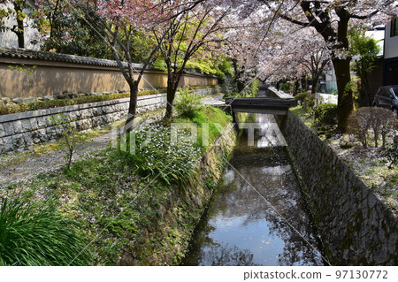 Kyoto City, Kyoto Prefecture, Japan Philosopher's Walk near Ginkakuji Temple Cherry blossoms in full bloom and a stream A flower raft with scattered petals flowing on the surface of the water 97130772