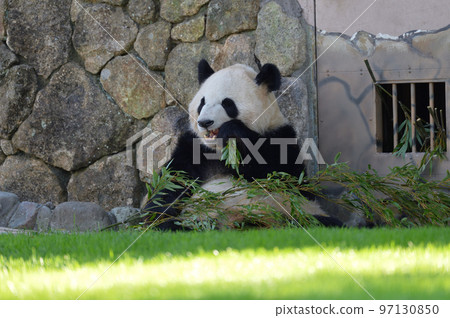 Ayahama eating bamboo deliciously 97130850