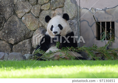 美味地吃竹子的綾濱 97130851