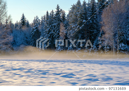 Foggy winter landscape. Snow covered trees. Cold winter day in December 97131689