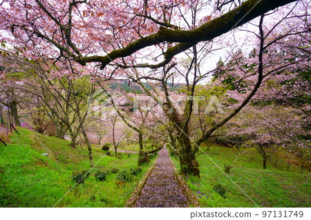 Cherry blossom approach to Butryuji Temple (Buryuji Temple) 97131749