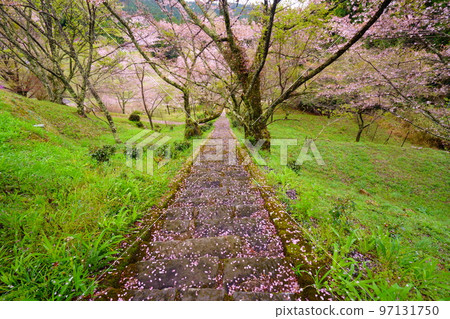 Cherry blossom approach to Butryuji Temple (Buryuji Temple) 97131750